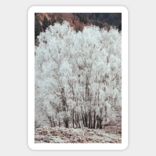 'Heavy Winter Frost on Silver Birch Trees', at Strathtummel, near Pitlochry. Sticker